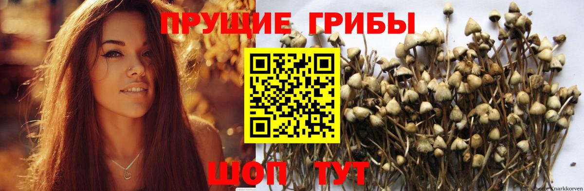 Псилоцибиновые грибы Cubensis  Вход с VPN  Губаха 